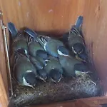 Vakantiehuis Berki Porta Vendeghaz